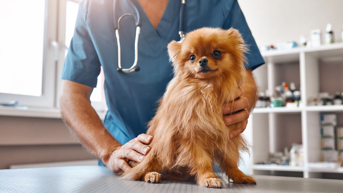 Dyrlaeger-inventar-til-klinik-cisi-systems-AdobeStock_260007322 Dyrlaeger inventar til klinik cisi systems